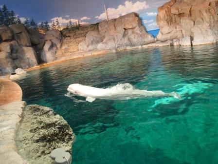 名古屋港水族館_b0128101_15563792.jpg