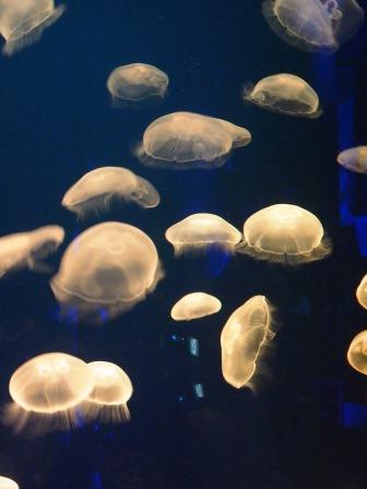 名古屋港水族館_b0128101_16075108.jpg