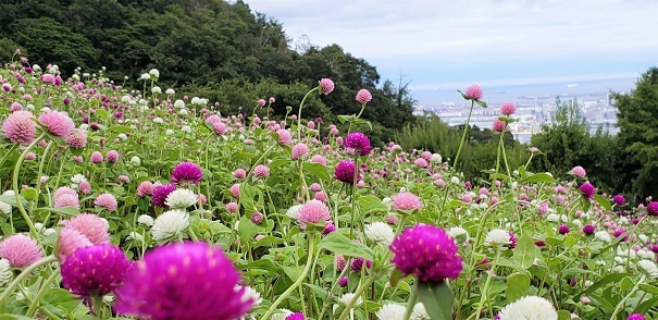 丸いキャンディーのような花姿のセンニチコウ 神戸布引ハーブ園 ハーブガイド ハーブ花ごよみ