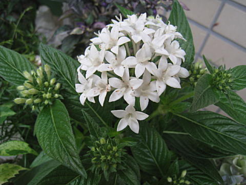 d0046702_07231737.jpg