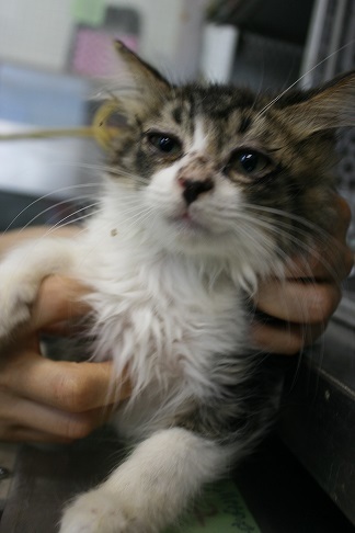 負傷収容だった子猫、梵くんです_f0242002_11220772.jpg