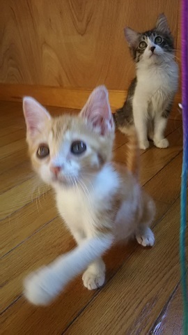 負傷収容だった子猫、梵くんです_f0242002_11255226.jpg