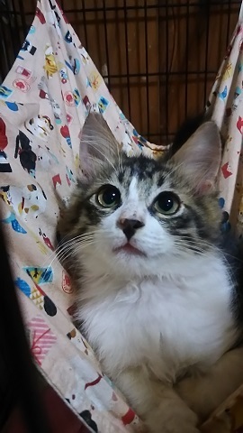 負傷収容だった子猫、梵くんです_f0242002_11261533.jpg