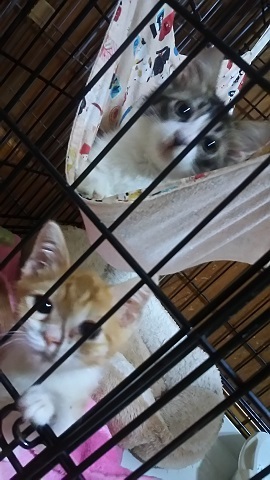 負傷収容だった子猫、梵くんです_f0242002_11265933.jpg