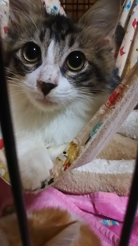 負傷収容だった子猫、梵くんです_f0242002_11384519.jpg
