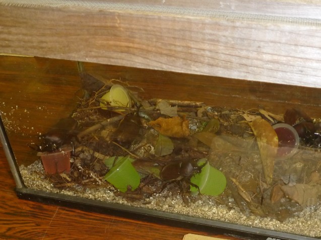 生き物でつなぐ大牟田の山・川・海_c0290504_12473077.jpg