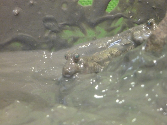生き物でつなぐ大牟田の山・川・海_c0290504_12475119.jpg