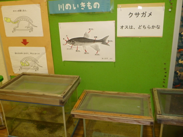 生き物でつなぐ大牟田の山・川・海_c0290504_12475362.jpg