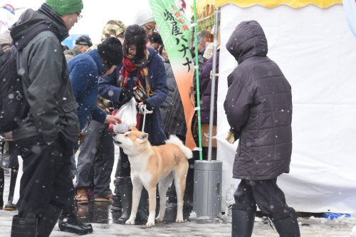 あ、きた。「いぬ年」。　冬の秋田もふもふツアー　その23　アメッコ市_a0101905_00594235.jpg