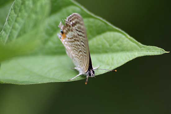 ブルーベリーなど木の実と、蝶ウラナミシジミ_e0255509_16525279.jpg