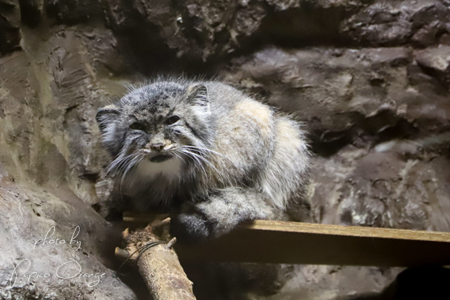 上野動物園　２０１８年８月９日　その２　サル以外のみなさん_f0321610_10475799.jpg