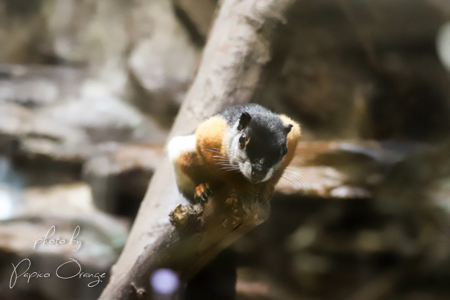 上野動物園　２０１８年８月９日　その２　サル以外のみなさん_f0321610_10484863.jpg