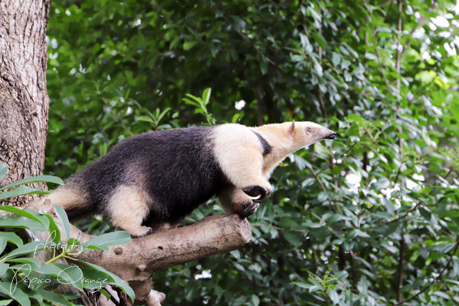 上野動物園　２０１８年８月９日　その２　サル以外のみなさん_f0321610_10531060.jpg