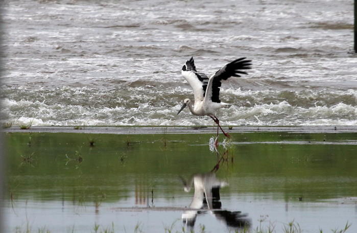 一羽のコウノトリ川岸で　（その2飛び出し）_f0239515_17363143.jpg