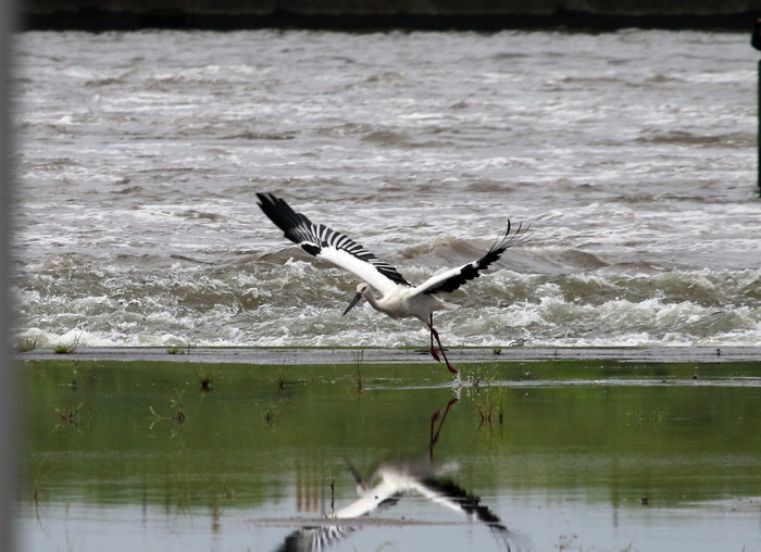 一羽のコウノトリ川岸で　（その2飛び出し）_f0239515_17381984.jpg