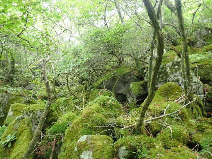 f0193521_81156.jpg