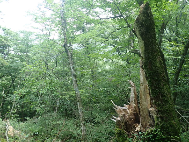 f0193521_82530.jpg