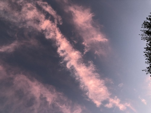 Pink Clouds ピンク雲 ファルマウスミー