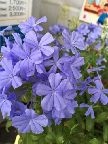 日陰の花 街かど 花 スポット