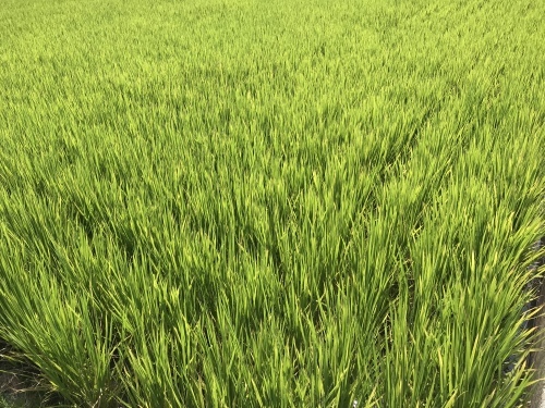 青い稲穂 野の花のように