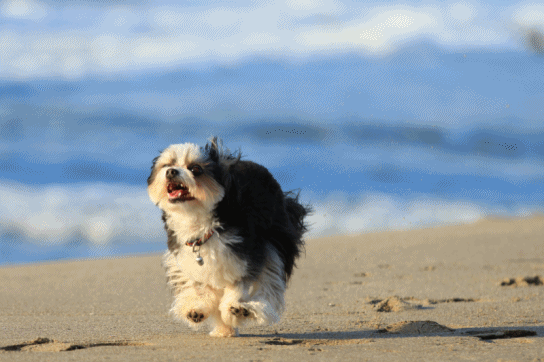 c0145250_08410974.gif
