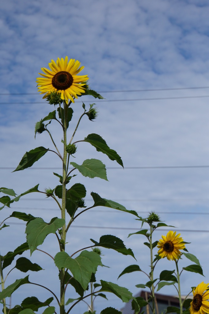 e0011951_9201631.jpg
