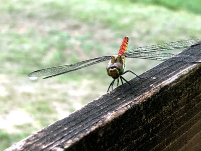 c0050264_22112724.jpg
