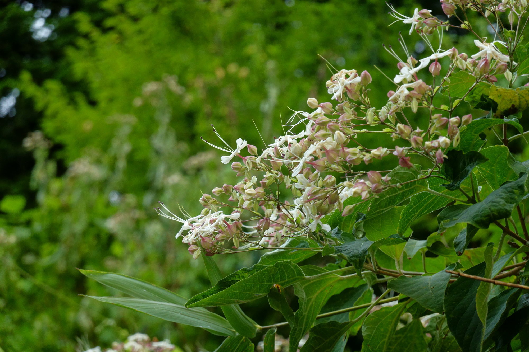 e0015567_18023200.jpg