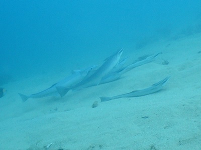 b0033573_22064510.jpg