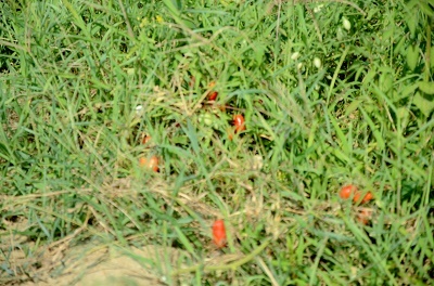 a0158478_10415238.jpg