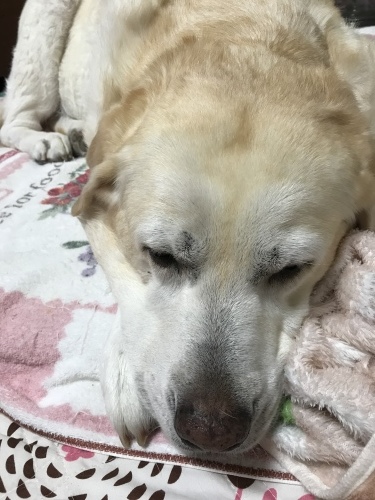 f0315081_21345054.jpeg