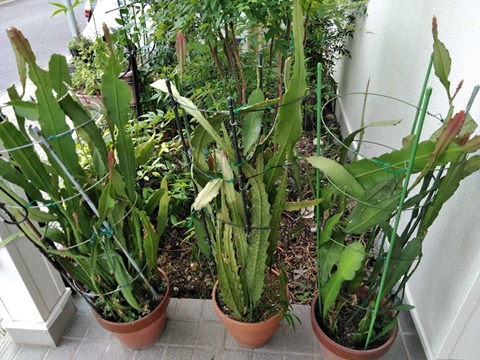 f0129585_1123627.jpg