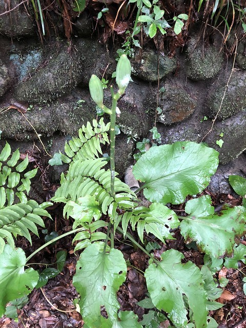 c0124100_21410062.jpg