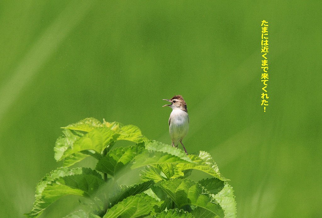 汗が出て風が来ると何とかしのげる！_e0309106_14213298.jpg