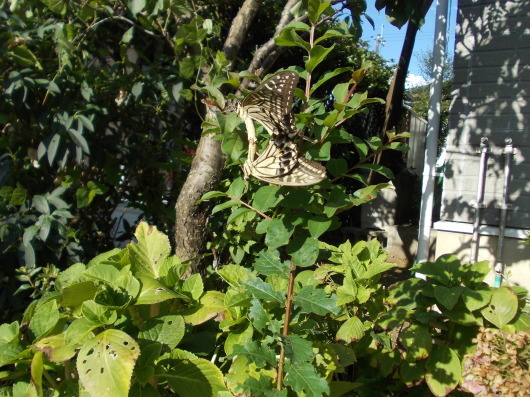 f0107509_08594272.jpg