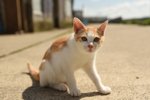 漁港の猫たち2018.08.03_b0259218_05512132.jpg