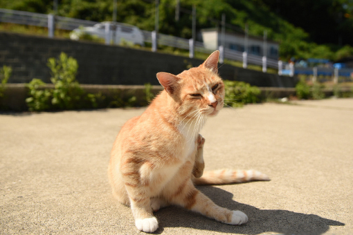 漁港の猫たち2018.08.03_b0259218_05512655.jpg