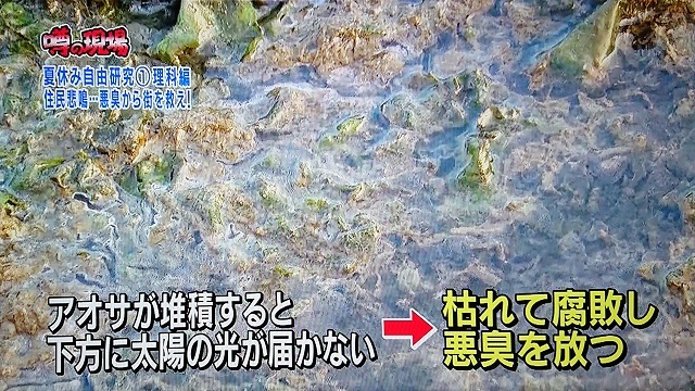 噂の 東京マガジンで放送 谷津干潟のアオサ繁茂と腐敗臭 谷岡隆 たにおかたかし 習志野市議会議員