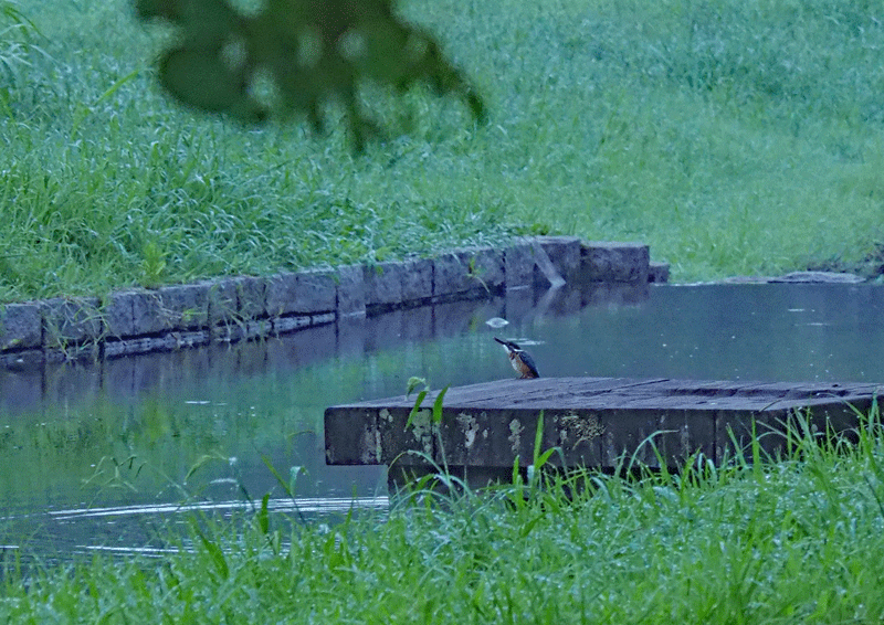 d0290240_09280956.gif