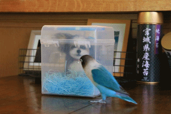 c0145250_09495557.gif