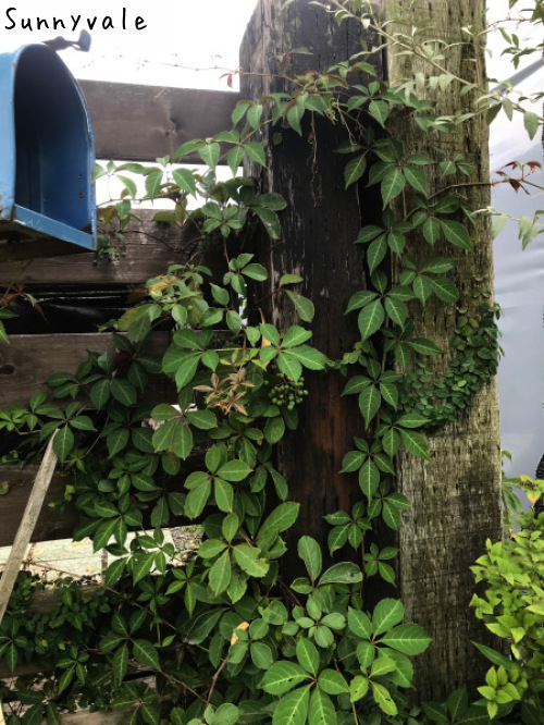 壁面を彩るツタ系植物 さにべるスタッフblog Sunny Day S Garden
