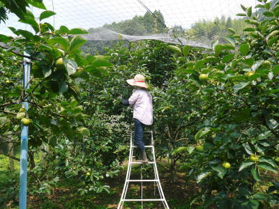 太秋柿 古川果樹園 惜しまぬ手間ひまをかけるからこその本物の美味さ!摘果と枝吊り作業(前編)_a0254656_18114693.jpg