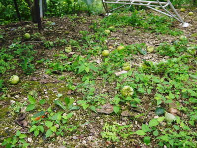 太秋柿 古川果樹園 惜しまぬ手間ひまをかけるからこその本物の美味さ!摘果と枝吊り作業(前編)_a0254656_18134155.jpg