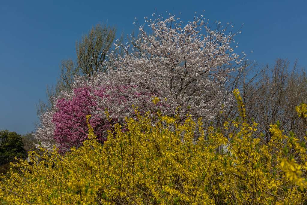 満開の桜とチュウリップのコラボ_f0044056_14063014.jpg