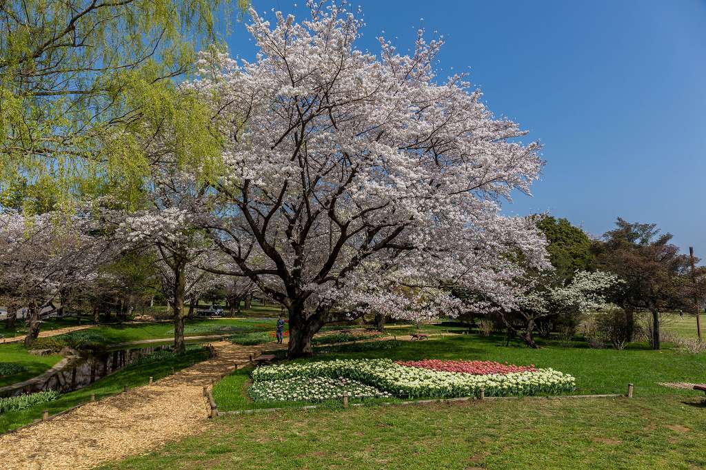 満開の桜とチュウリップのコラボ_f0044056_14081411.jpg