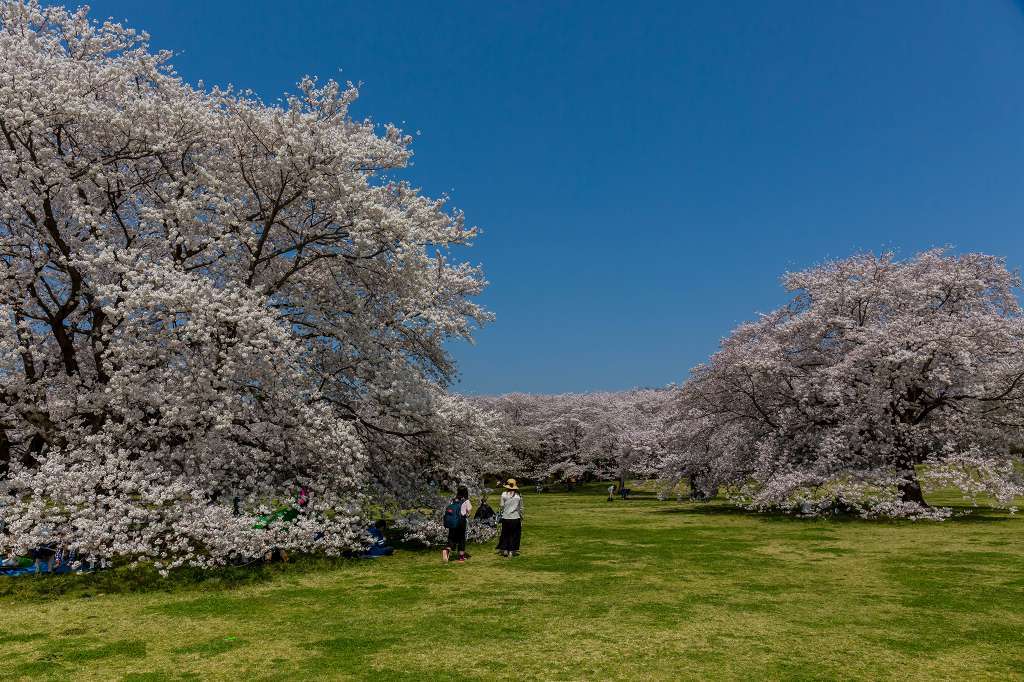 満開の桜とチュウリップのコラボ_f0044056_14102512.jpg