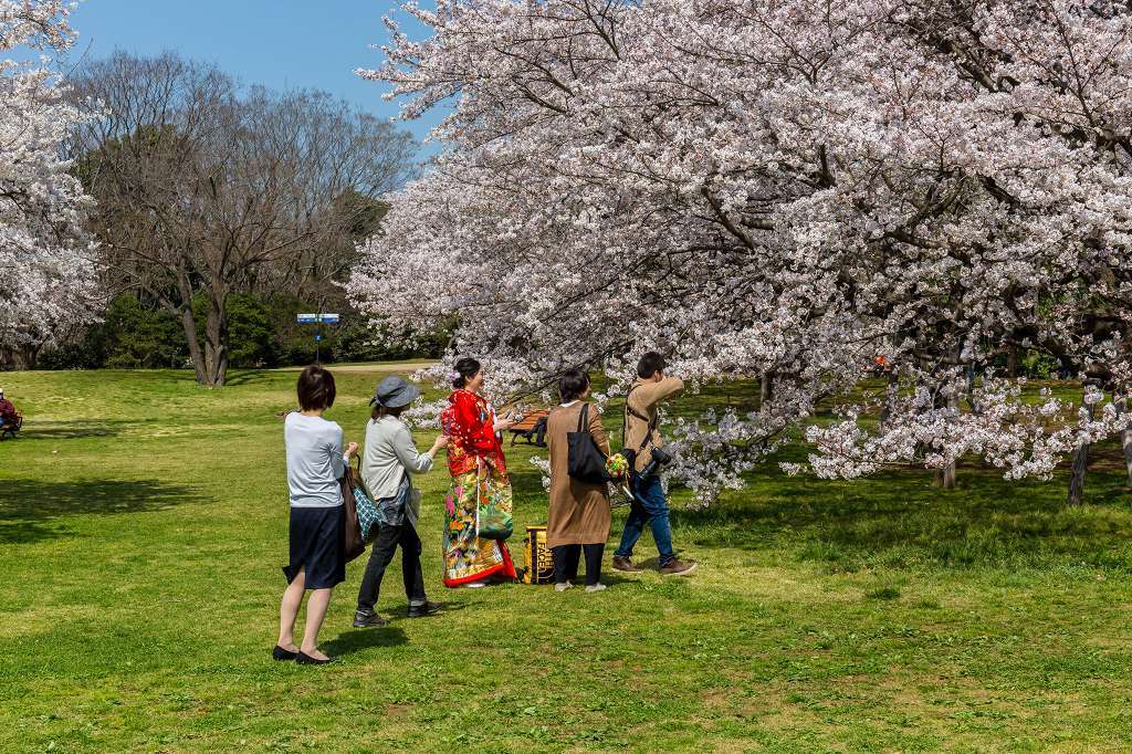 満開の桜とチュウリップのコラボ_f0044056_14104555.jpg