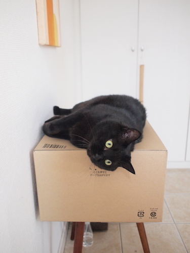 蕎麦猪口の季節です_a0335560_20302468.jpg