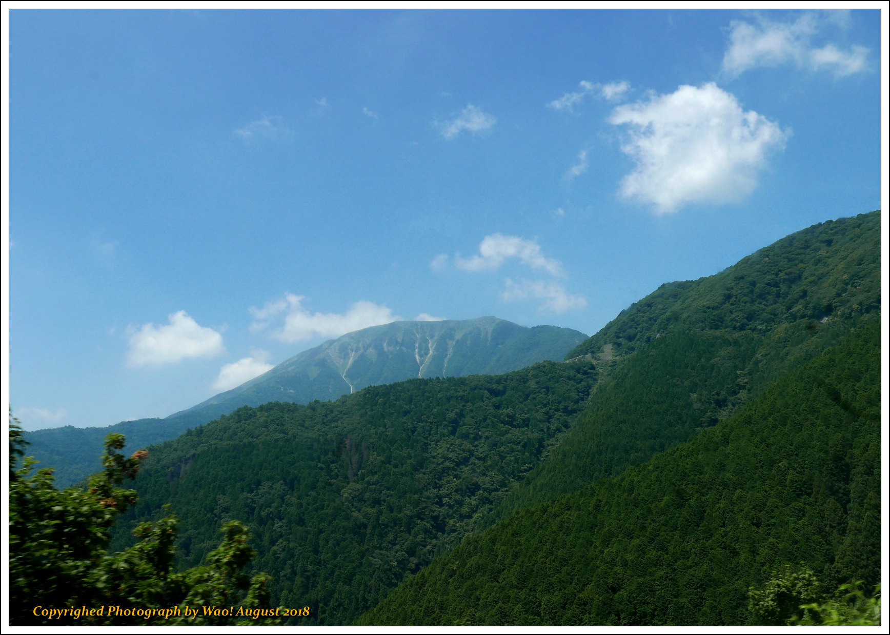 伊吹山お花畑に咲く花_c0198669_11134316.jpg