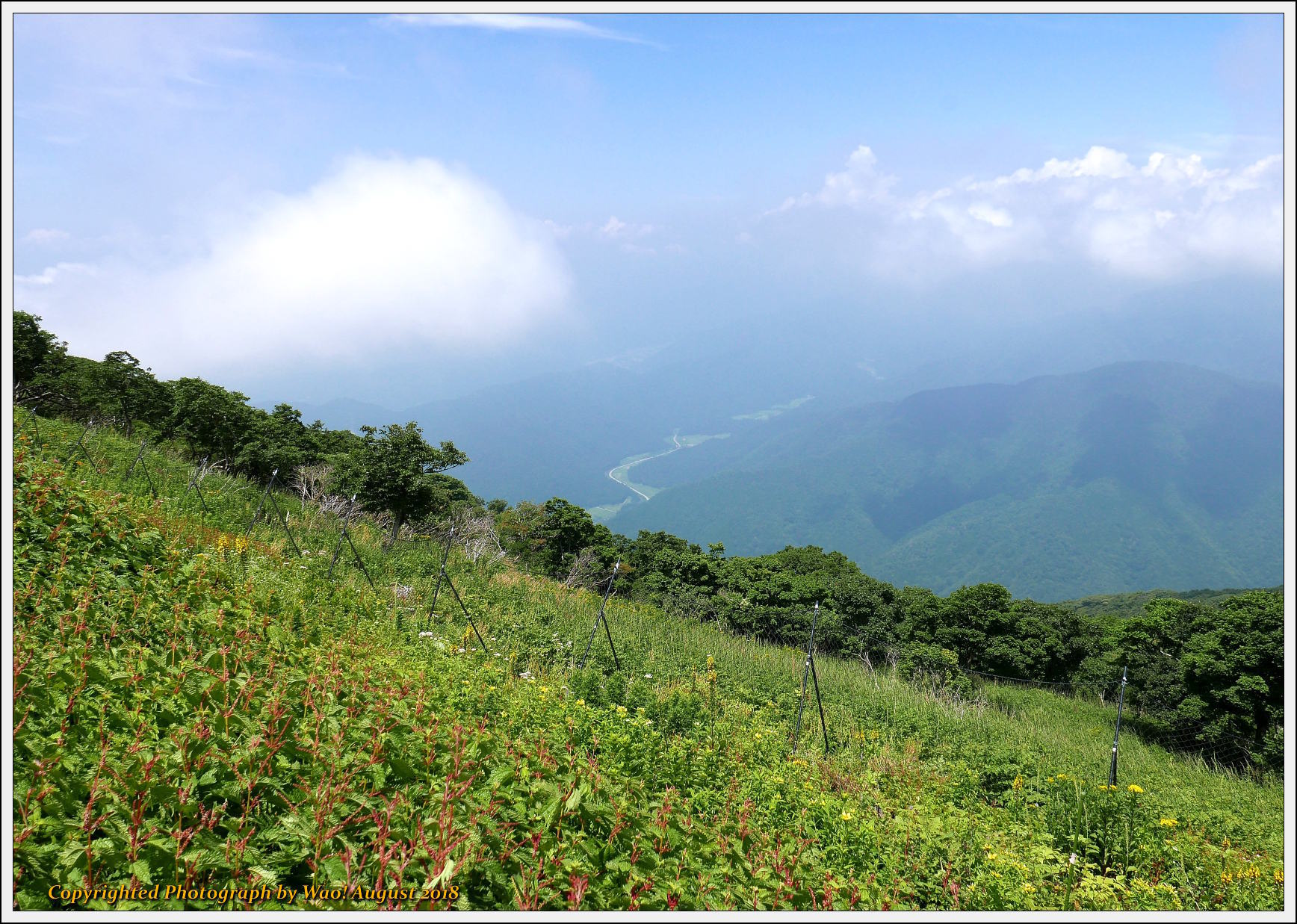 伊吹山お花畑に咲く花_c0198669_11153836.jpg